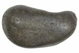 Large Fossil Whale Ear Bone - South Carolina #352642-1